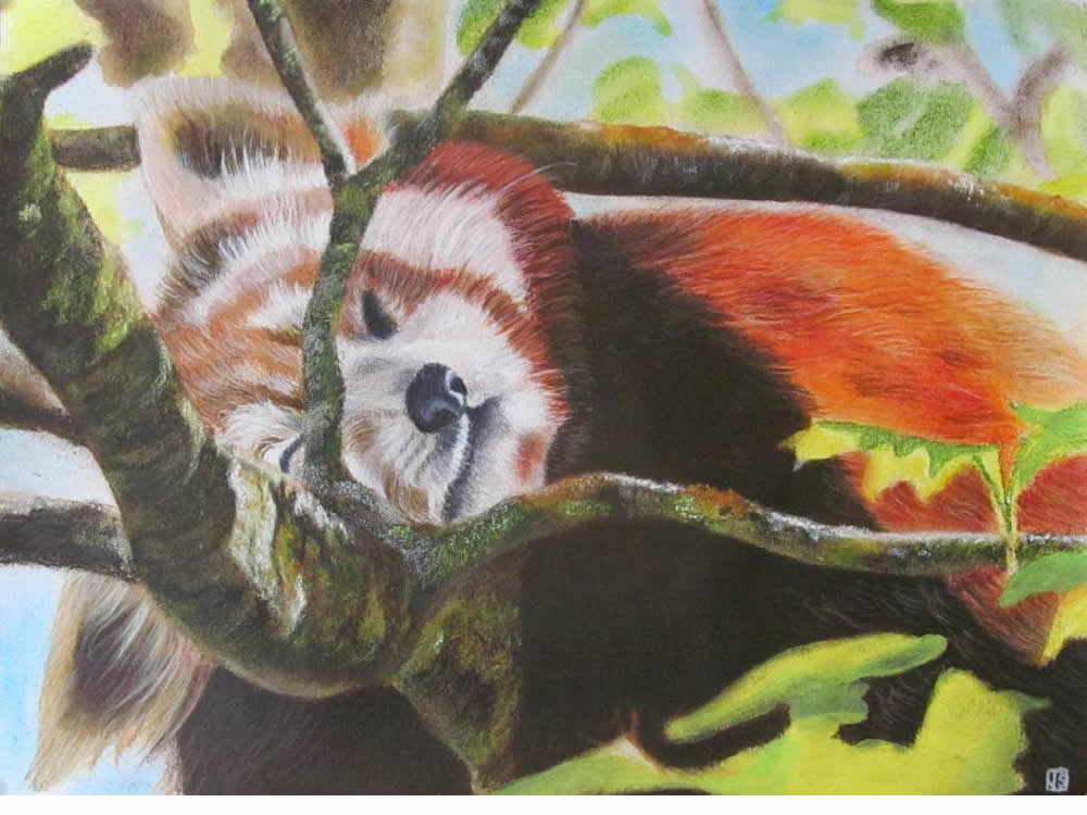 Sleepy Red Panda